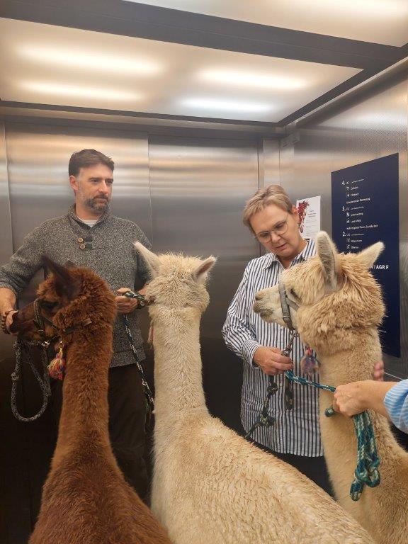 Pflege Innerfavoriten, 3 Alpakas im Aufzug