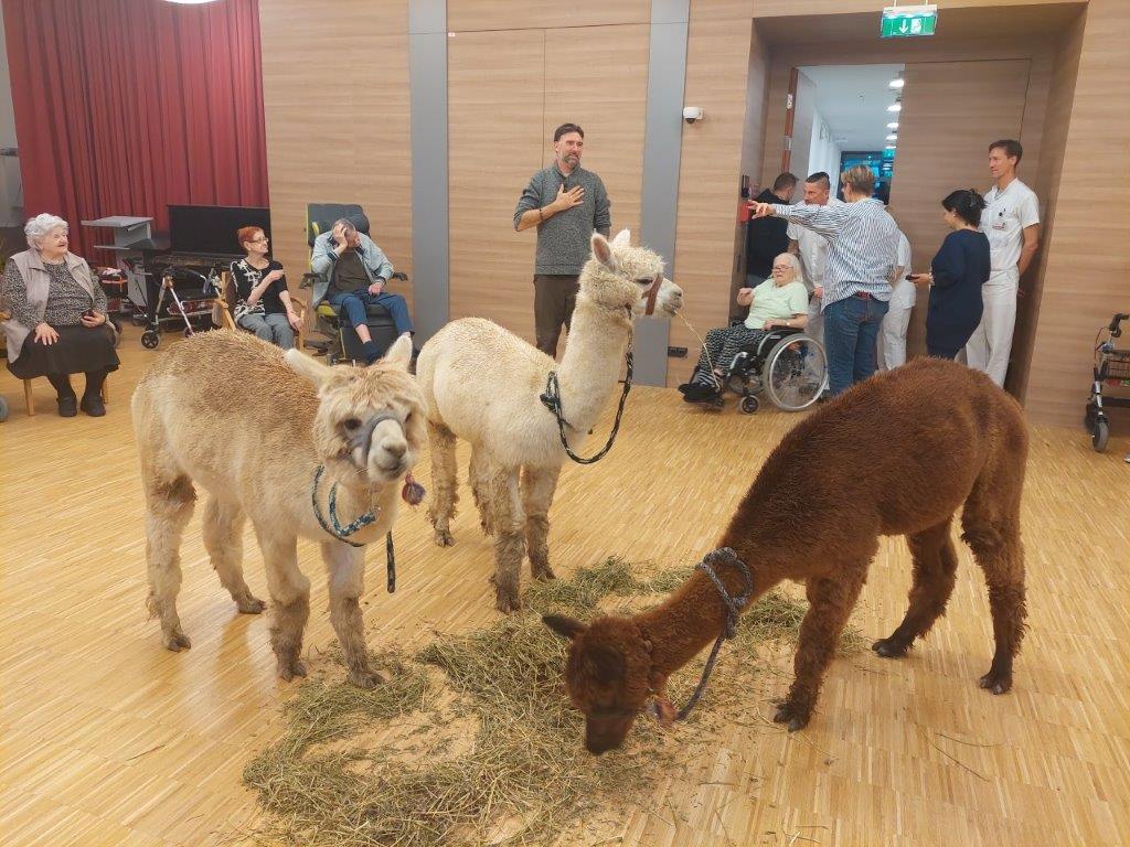 Pflege Innerfavoriten, 3 Alpakas vor Publikum