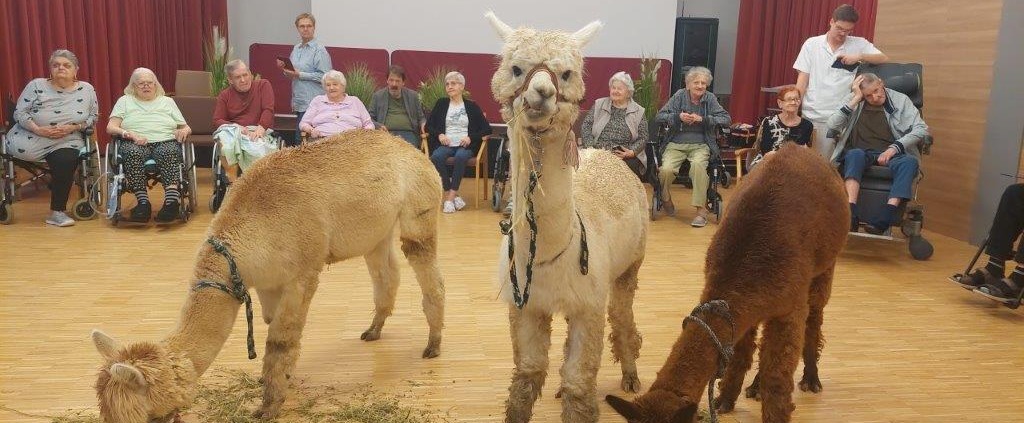 Pflege Innerfavoriten, 3 Alpakas vor Publikum