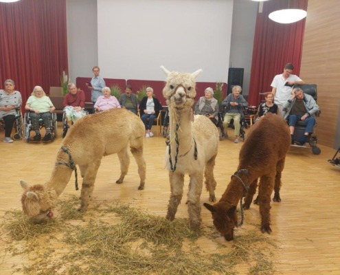 Pflege Innerfavoriten, 3 Alpakas vor Publikum