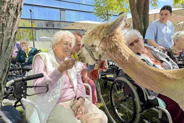 Pflege Donaustadt, Alpakas zu Besuch