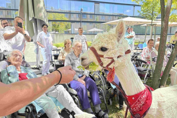 Pflege Donaustadt, Alpakas zu Besuch