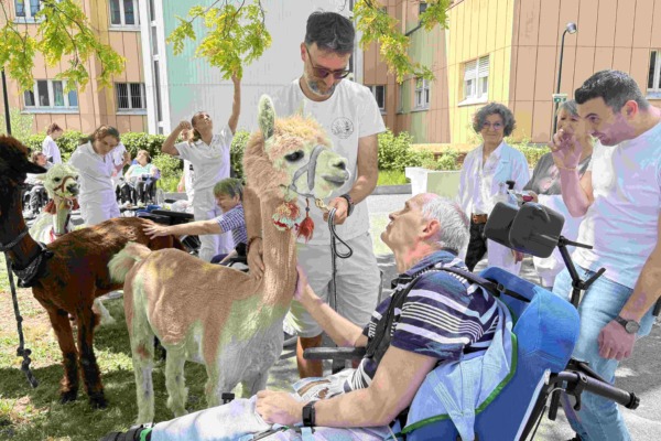 Pflege Donaustadt, Alpakas zu Besuch