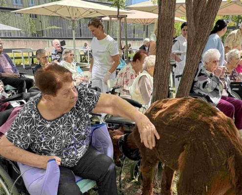 Pflege Donaustadt, Alpakas zu Besuch