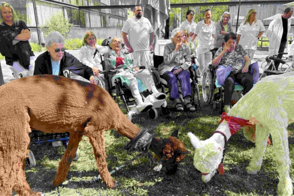 Pflege Donaustadt, Alpakas zu Besuch